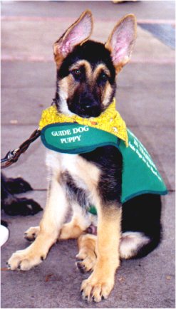 Picture - Poco sitting in San Rafael, Ca. on Halloween 1998.