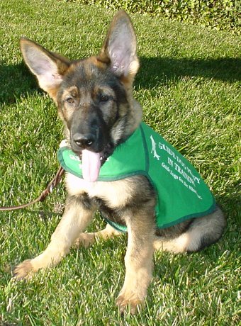 Picture - Baby Brea in puppy coat.