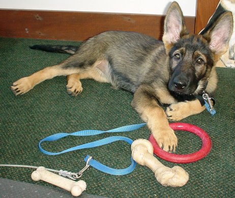 Picture - Brea loves her toys.